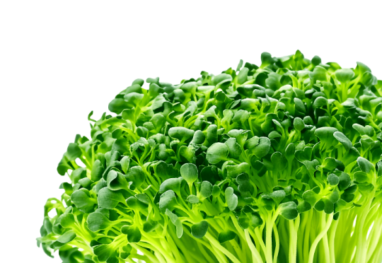 Мікрогріни