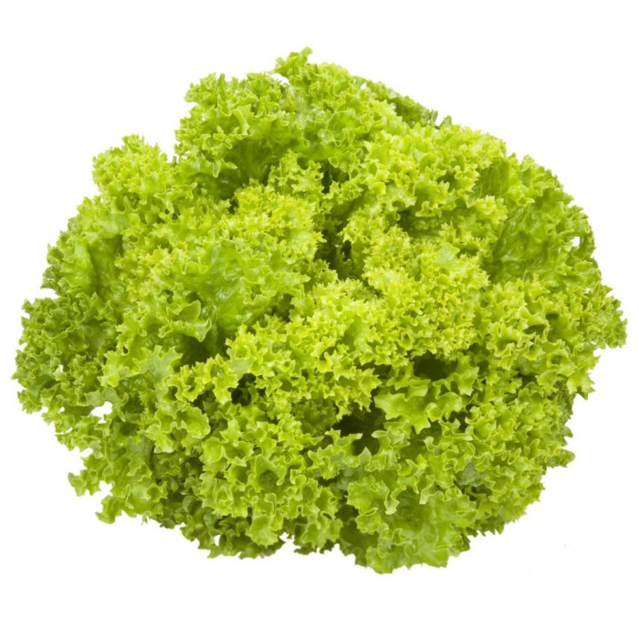 Салат (Лоло Біондо,зелений)